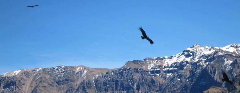 colca-arequipa